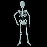 Скелет, светящийся в темноте, 90 см