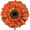  Шар фигура Цветок Гербера оранжевая 1207-3493